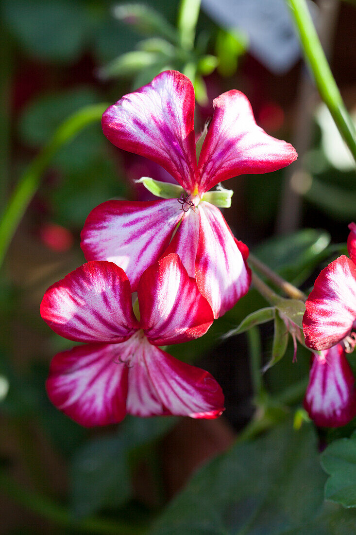 Pelargonium peltatum 'Happy Face® Mex'