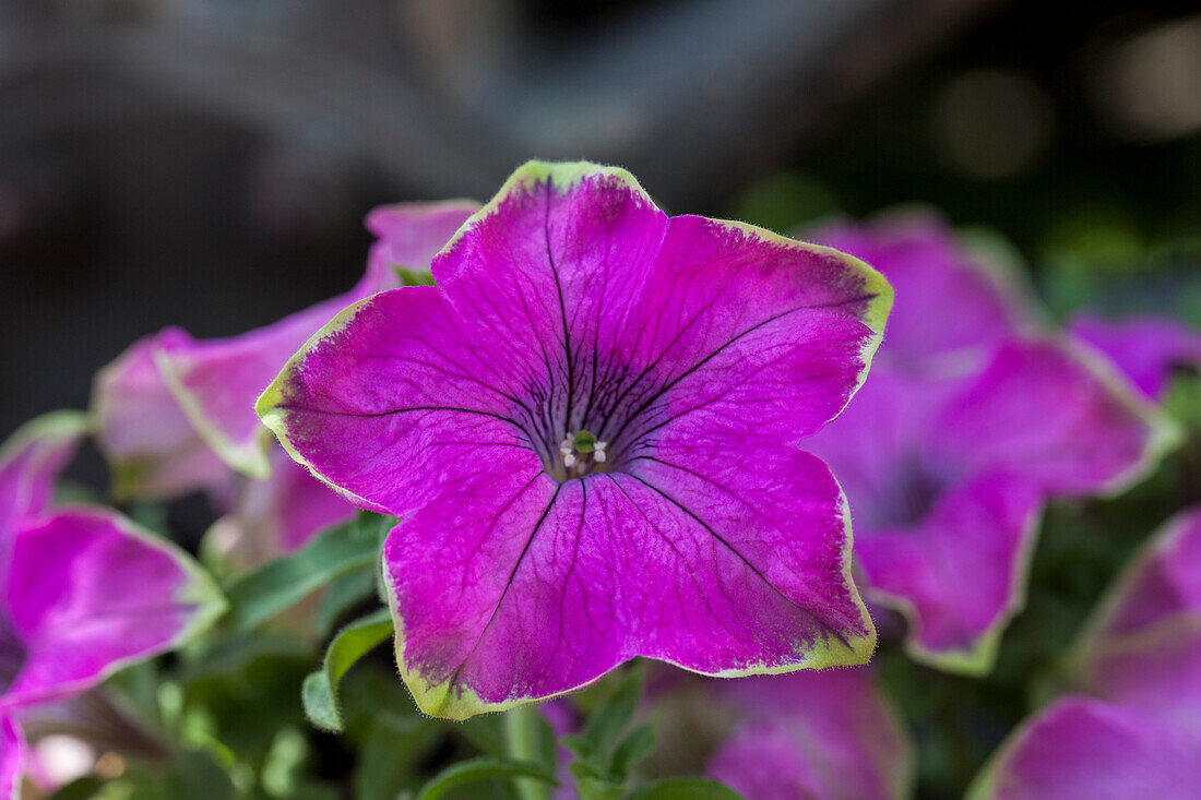 Petunia Crazytunia® 'Kermit Rose'