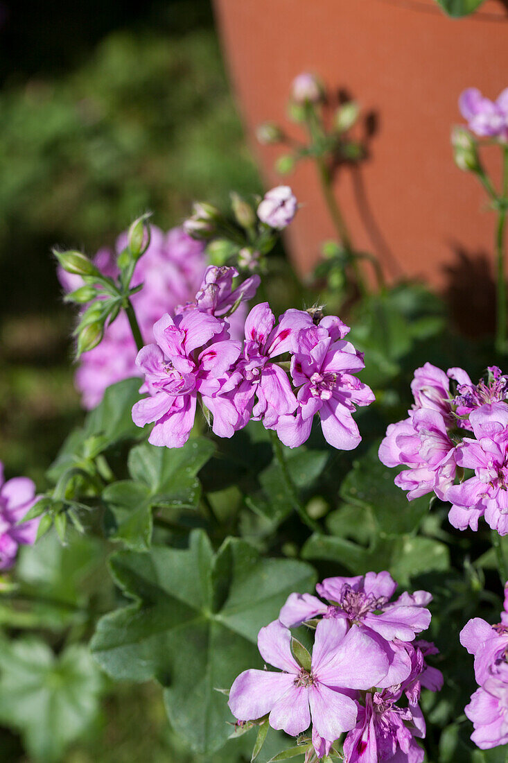 Pelargonium peltatum 'Balcon Lilac'