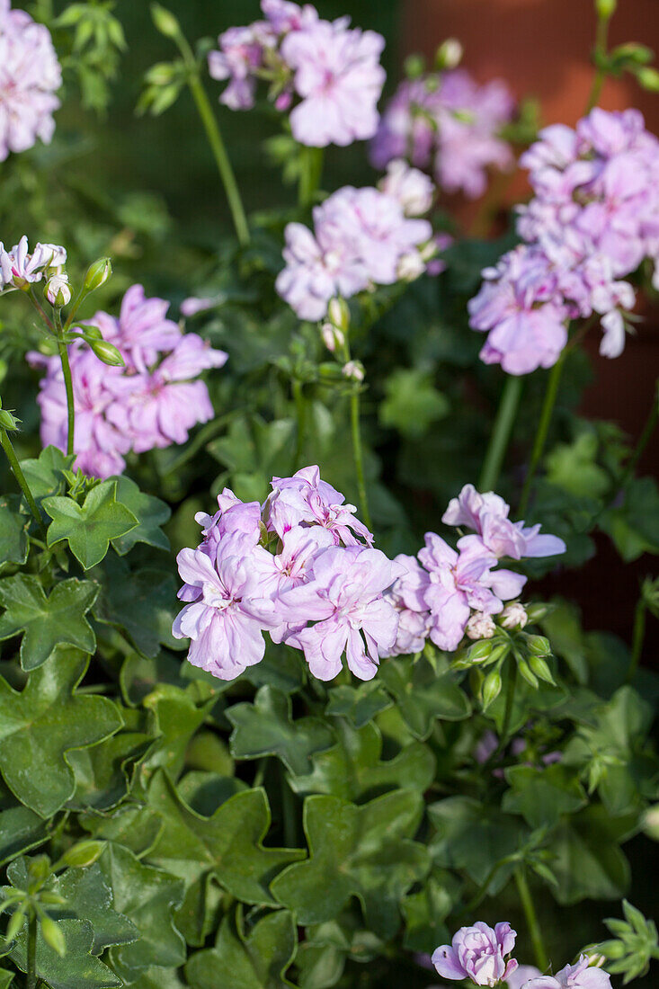 Pelargonium peltatum 'Lilly'