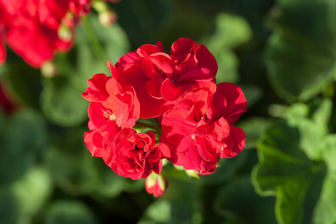 Pelargonium zonale PAC® 'Little Lady® Cherry'