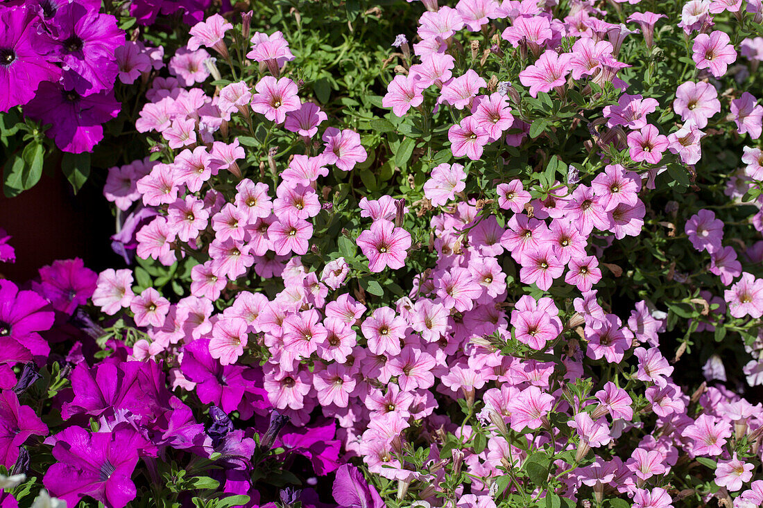 Petunia 'Littletunia Pink'