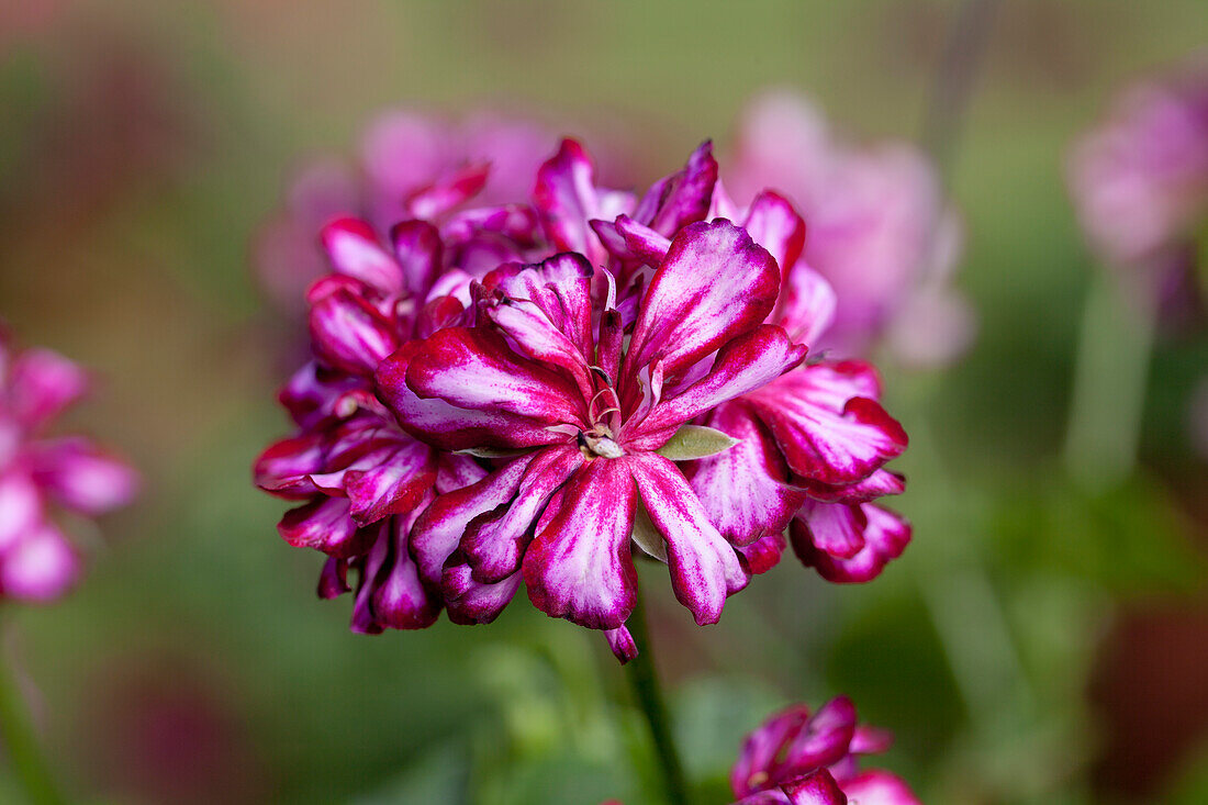 Pelargonium peltatum 'Mexica Tomcat'