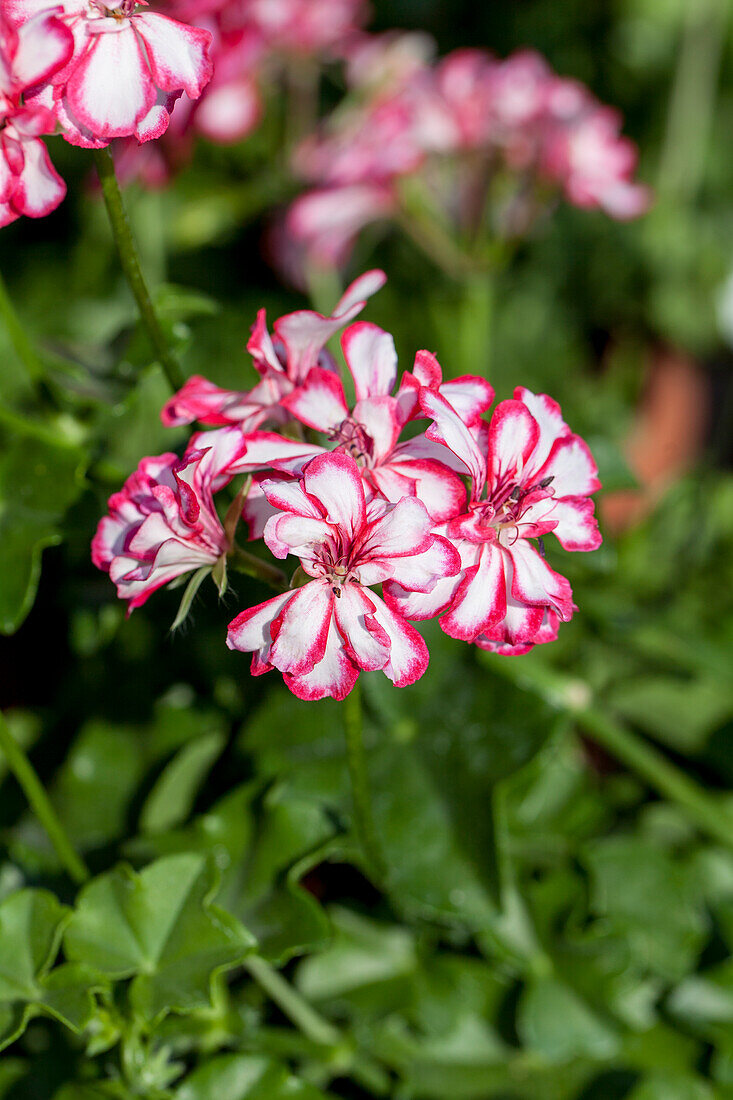 Pelargonium peltatum 'Mexikanerin'