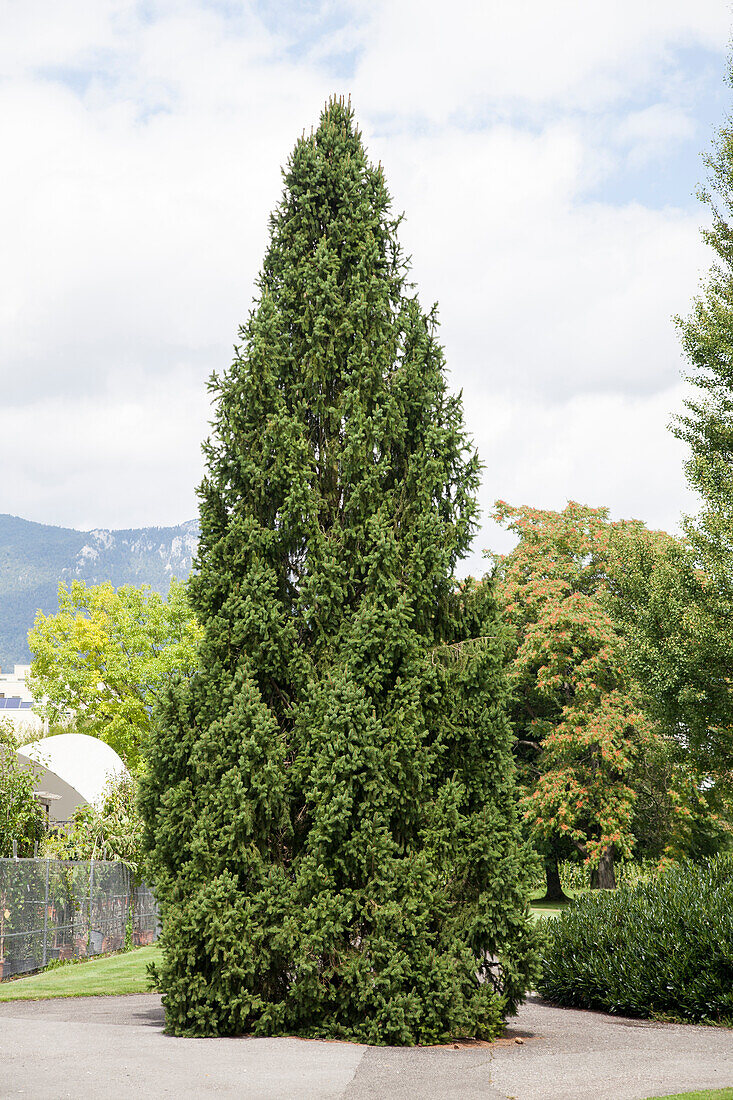 Picea abies 'Cupressina