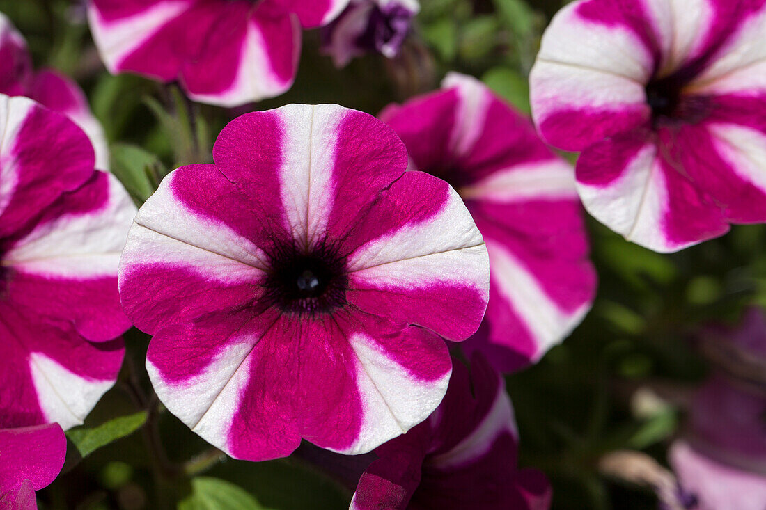 Petunia 'Up Purple White'