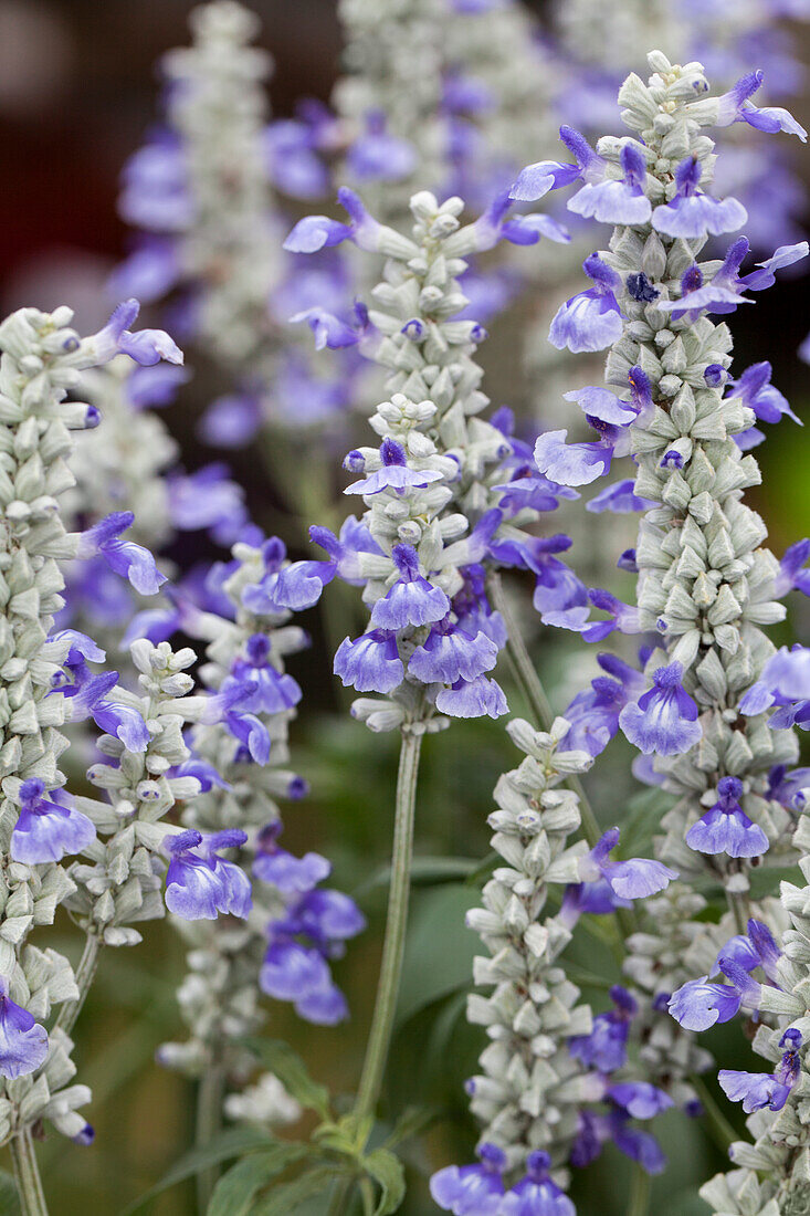Salvia farinacea 'Sallyfun Sky Blue'