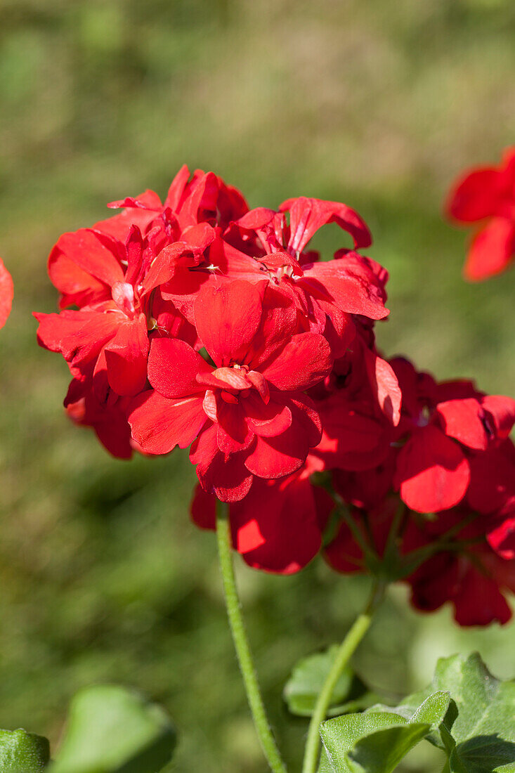 Pelargonium grandiflorum 'PAC® TWOinONE® Scarlet'