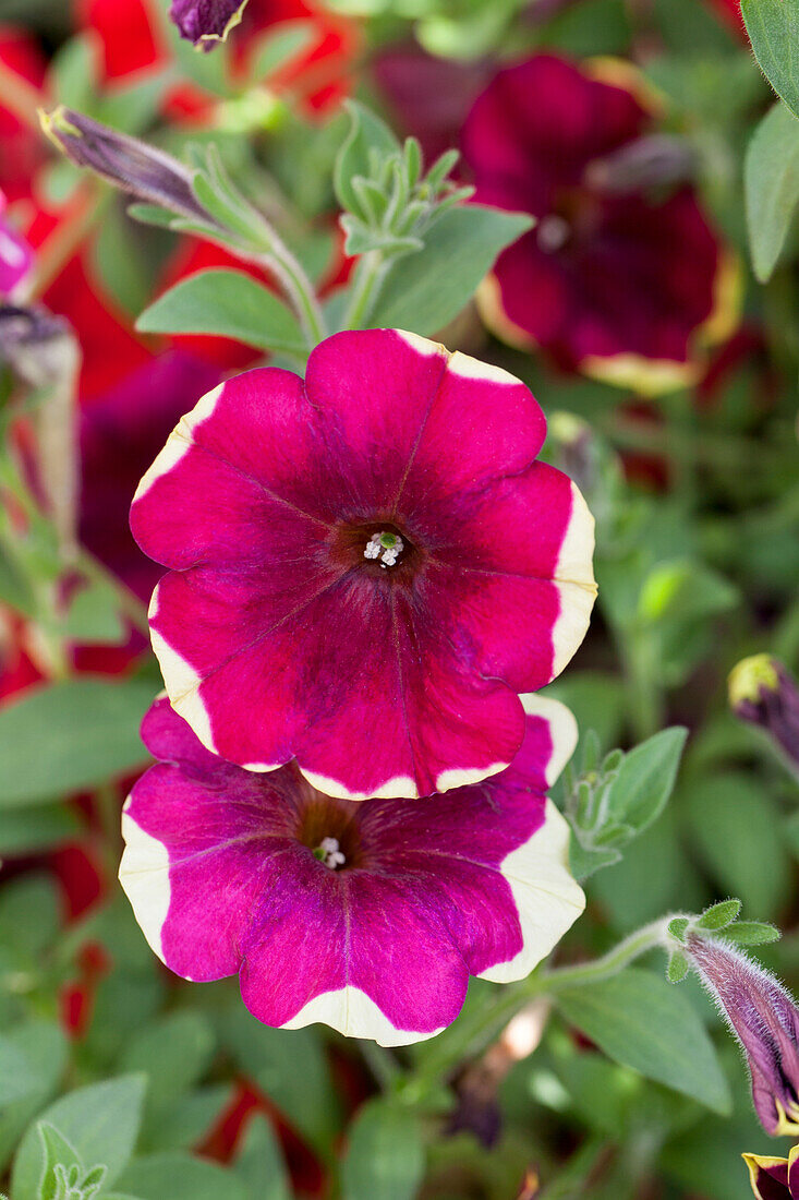 Petunia 'Sunpleasure Porch Purple-Yellow Circle'