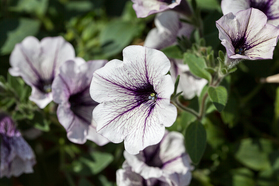 Petunia Sweet Pleasure® 'Cassis Patio