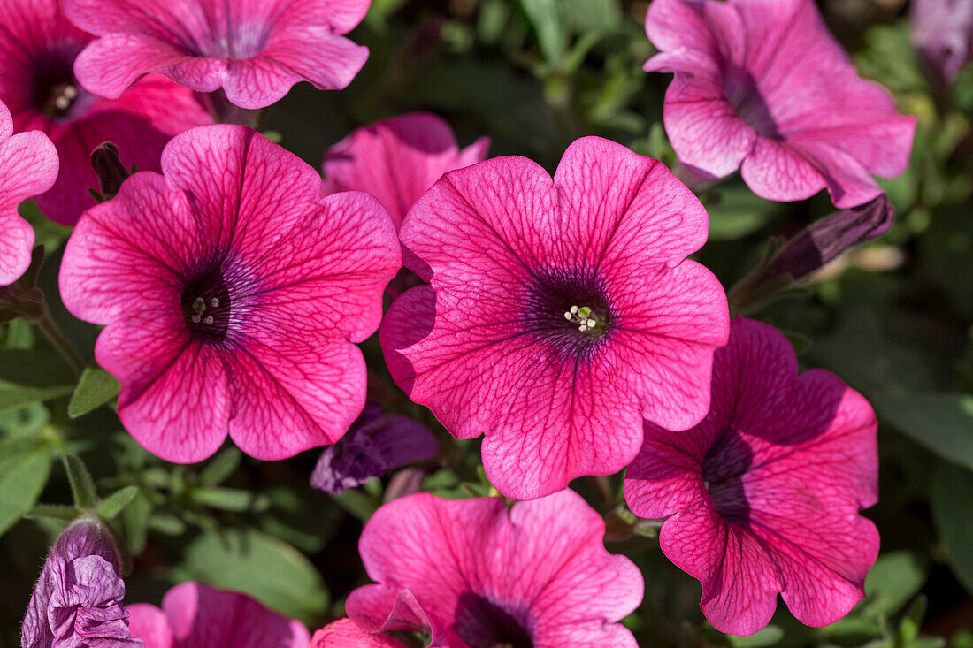 Petunia Sweet Pleasure® Hot Pink Patio