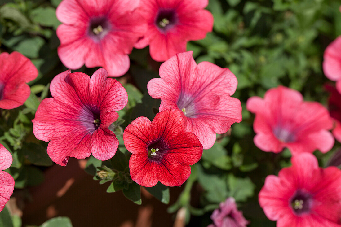 Petunia Sweet Pleasure® Hot Cherry