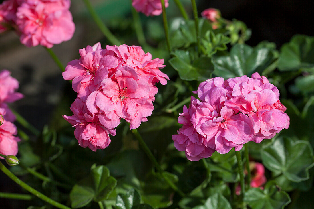 Pelargonium peltatum PAC® 'Vicky'