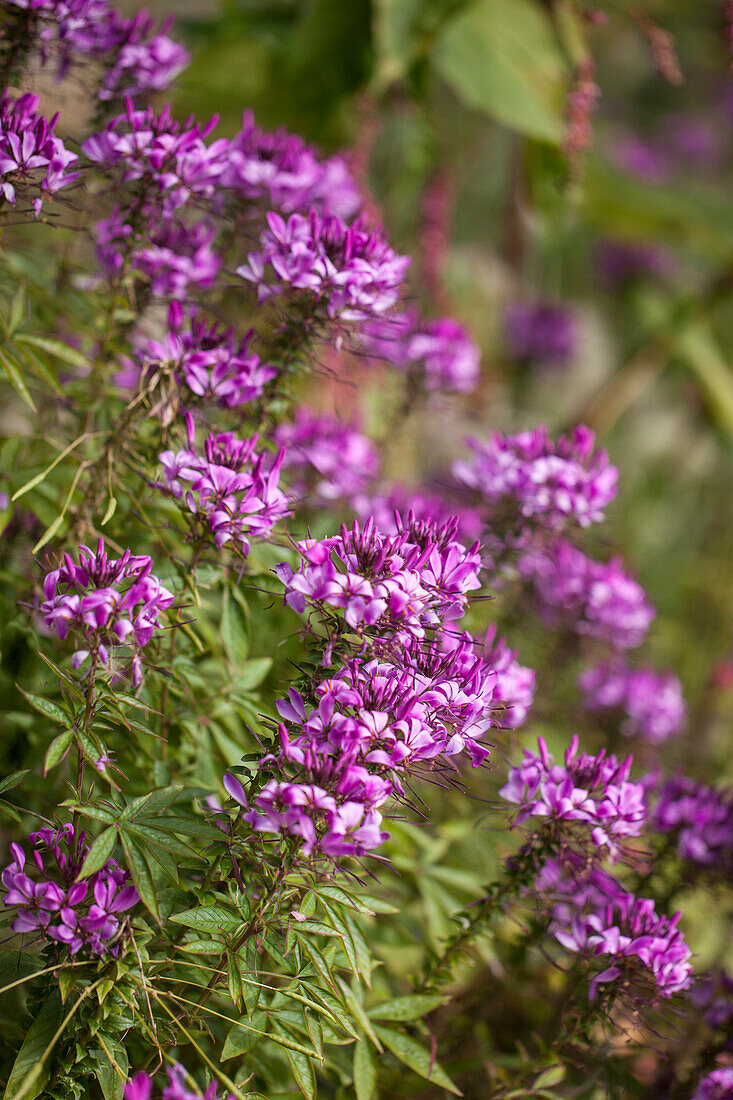 Cleome hassleriana