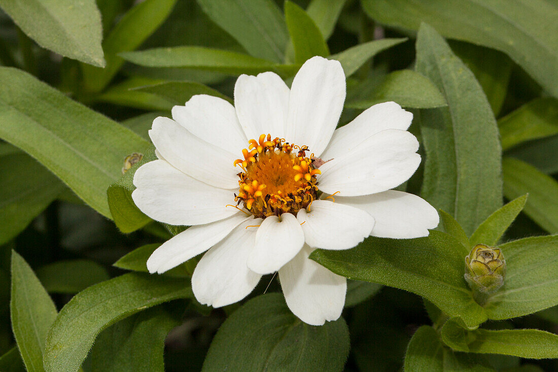 Zinnia haageana 'Profusion White'