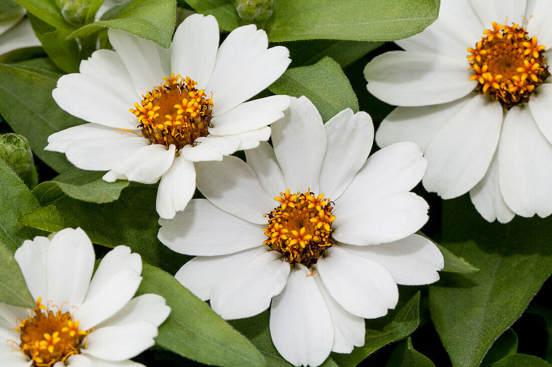 Zinnia haageana 'Profusion White'