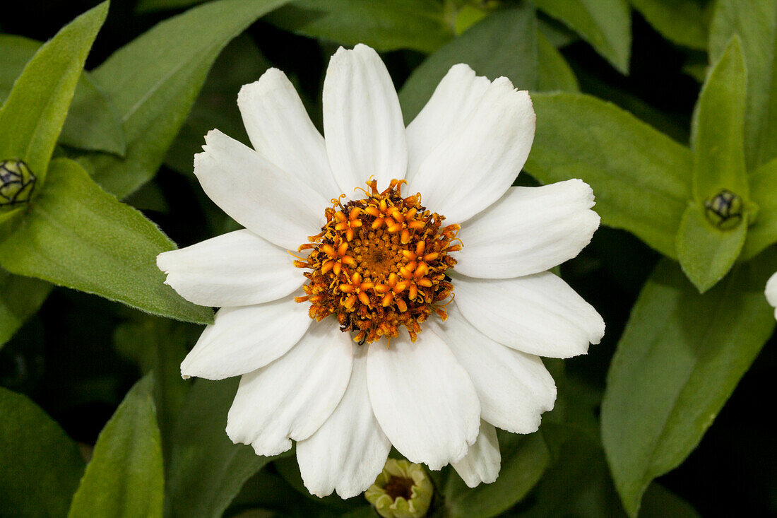 Zinnia marylandica 'Zahara XL White'