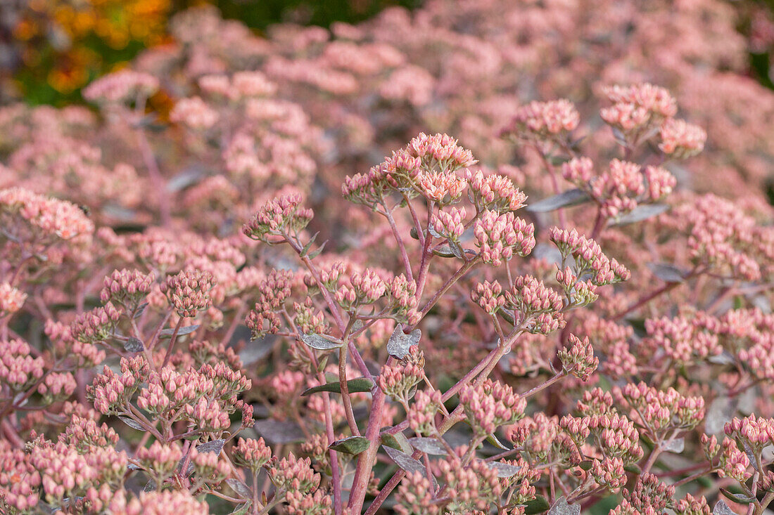 Sedum telephium Touchdown Breeze