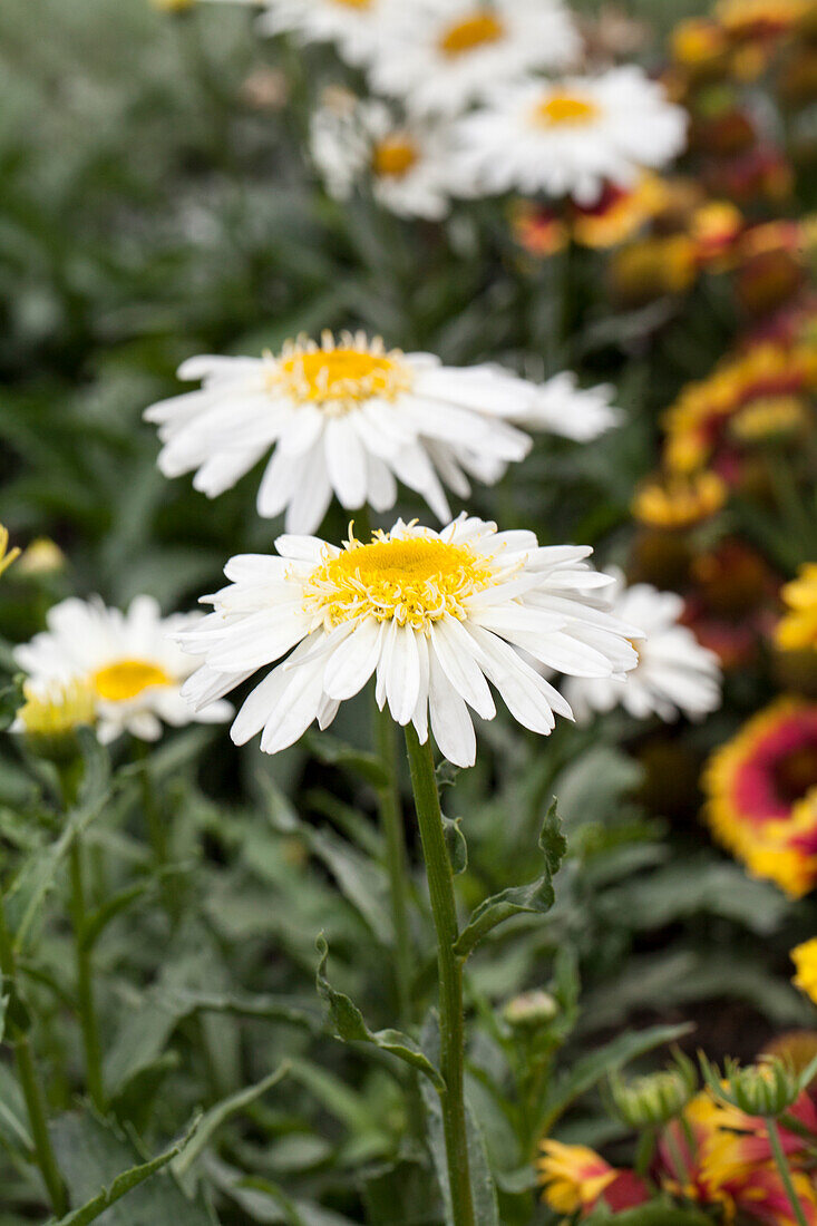 Leucanthemum x superbum 'Real Glory'