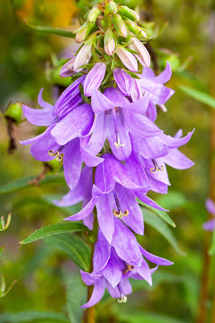 Adenophora confusa FAIRYBELLS™ 'Gaudi Violet'