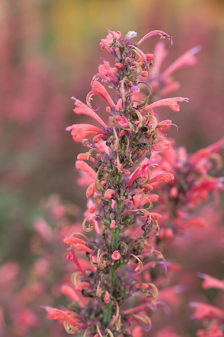 Agastache hybrida Kudos Coral