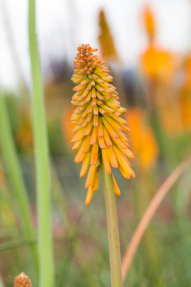 Kniphofia 'Mango Popsicle'(s)