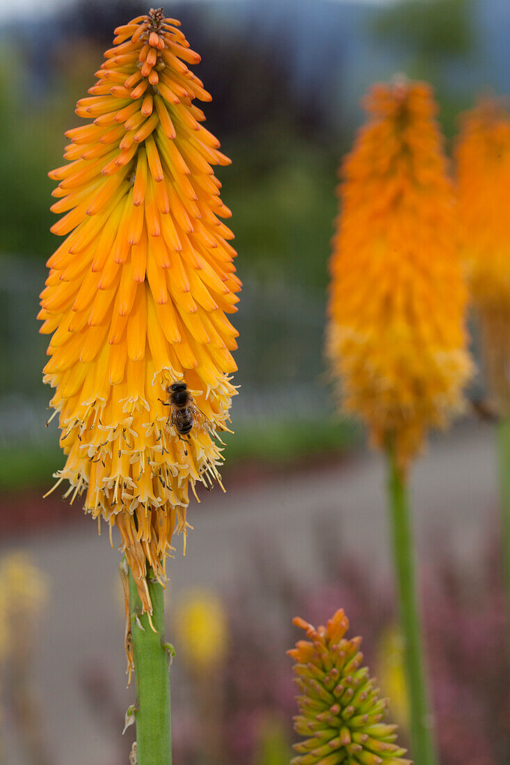 Kniphofia hybrida Fackellilie Popsicle Mango