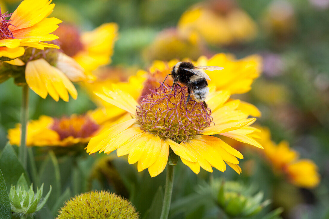 Gaillardia x grandiflora Sunrise