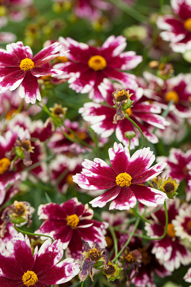 Coreopsis rosea Ruby Frost