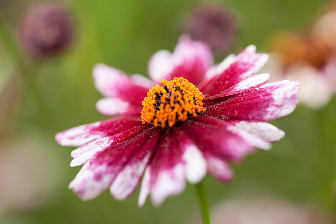 Coreopsis Highland Burgundy