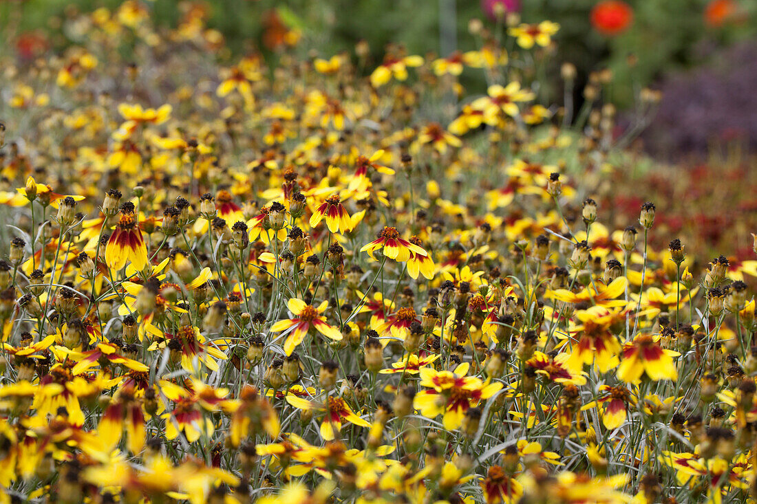 Coreopsis hybrida Bengal Tiger