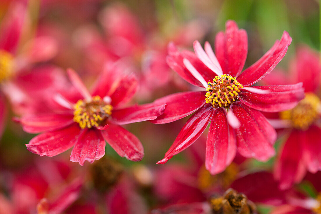 Coreopsis lanceolata 'Cherry Lemonade'