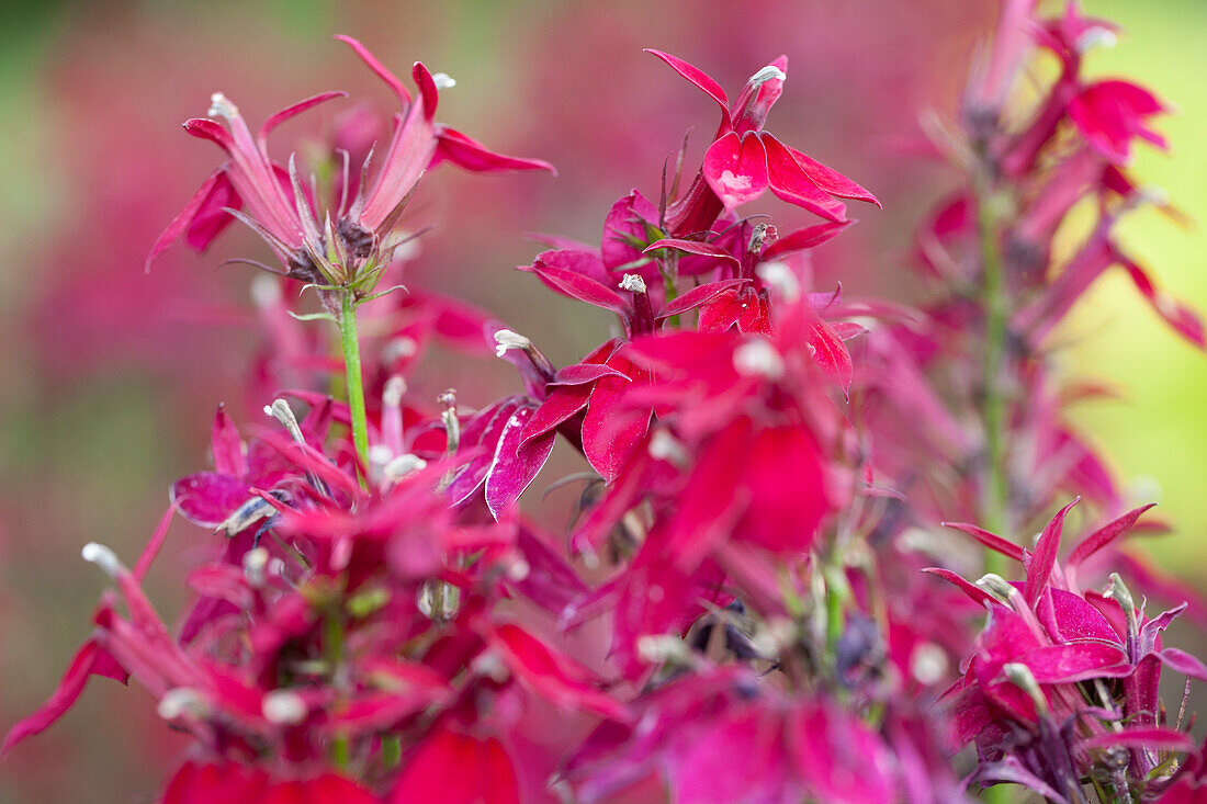 Lobelia x speciosa Princess Crimson