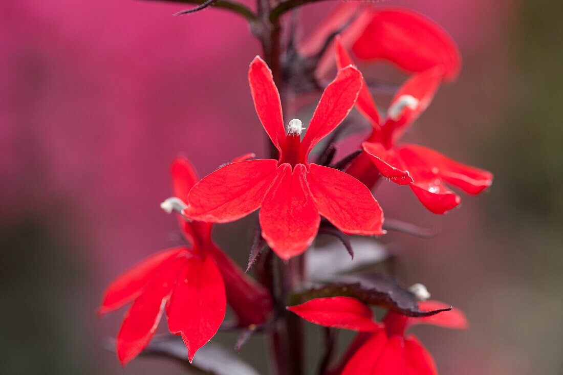 Lobelia x speciosa 'Princess Scarlet'