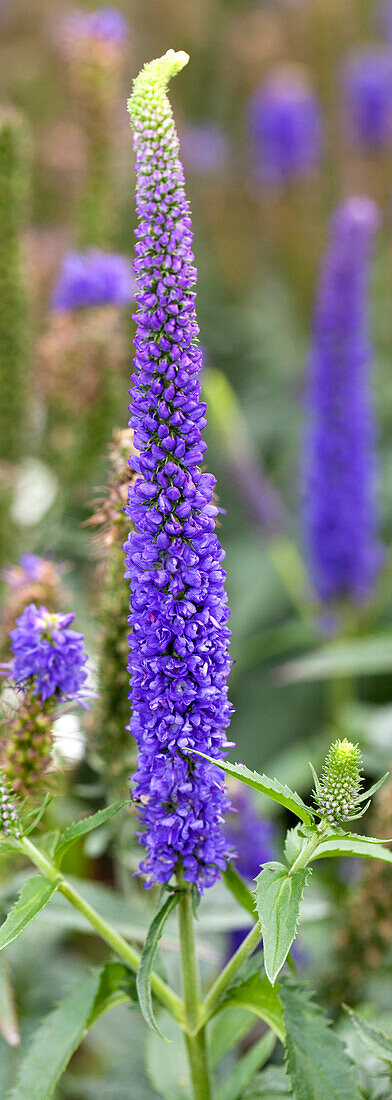 Veronica longifolia 'First Glory'