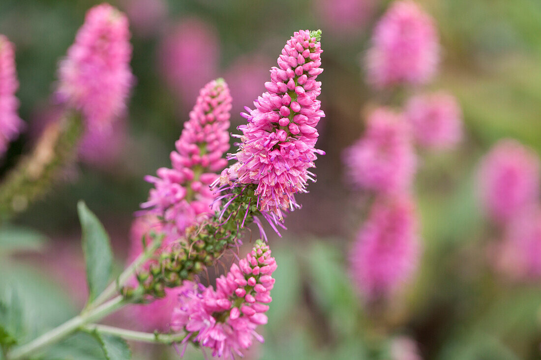 Veronica longifolia 'First Love'