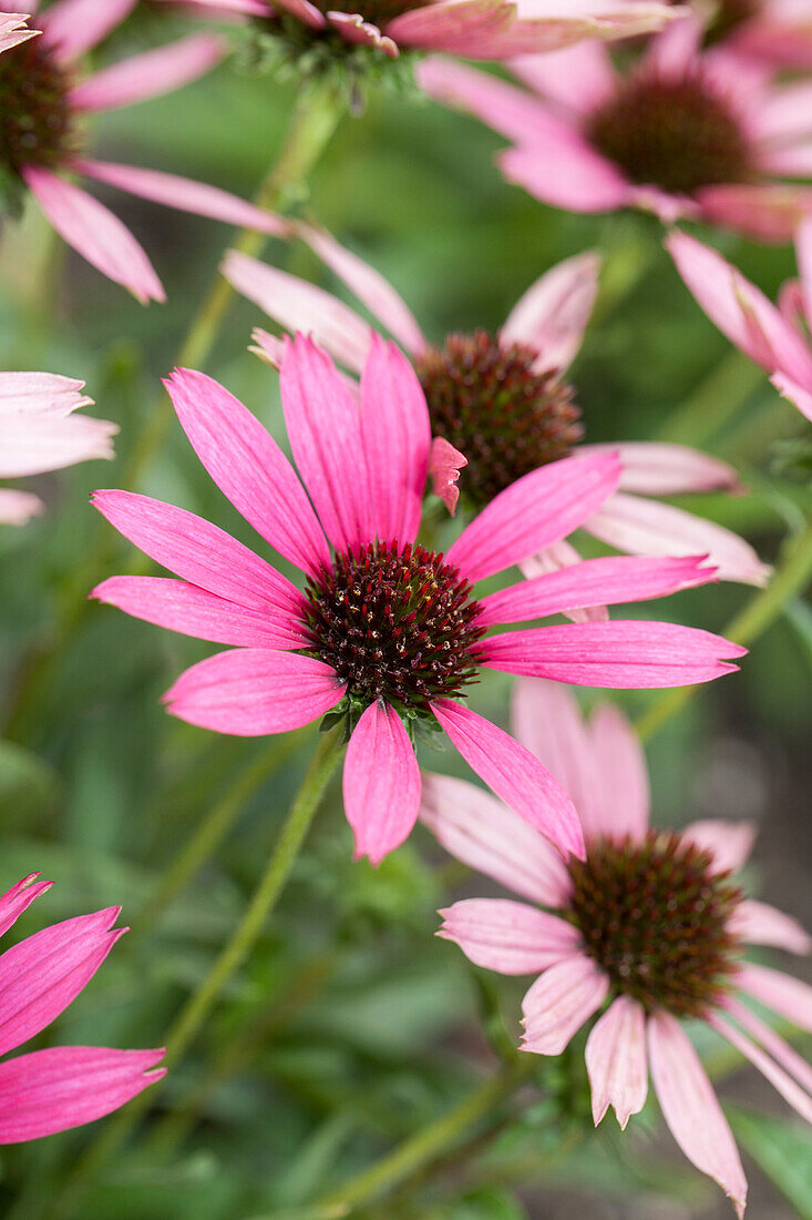 Echinacea purpurea 'Dixie Bell'