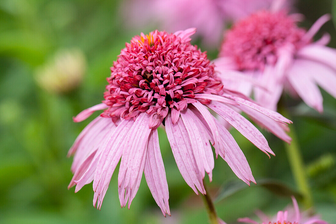 Echinacea 'Meteor Pink'