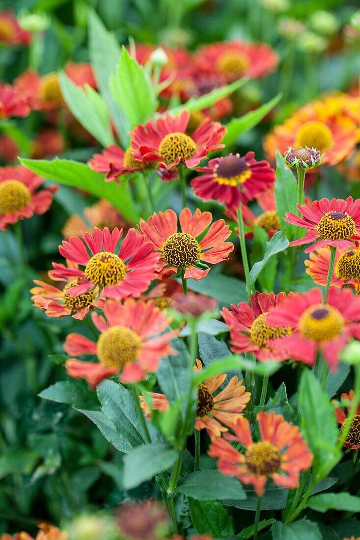 Helenium autumnale 'Mariachi Salsa'