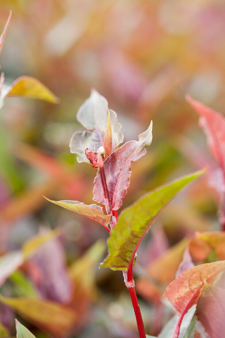 14029005 Aconogonon microcephala 'Chocolate Dragon