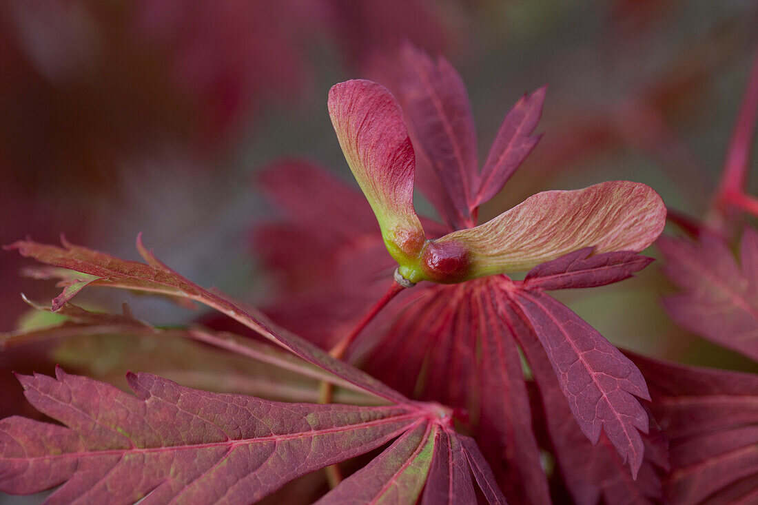 Acer japonicum 'Aconitifolium'