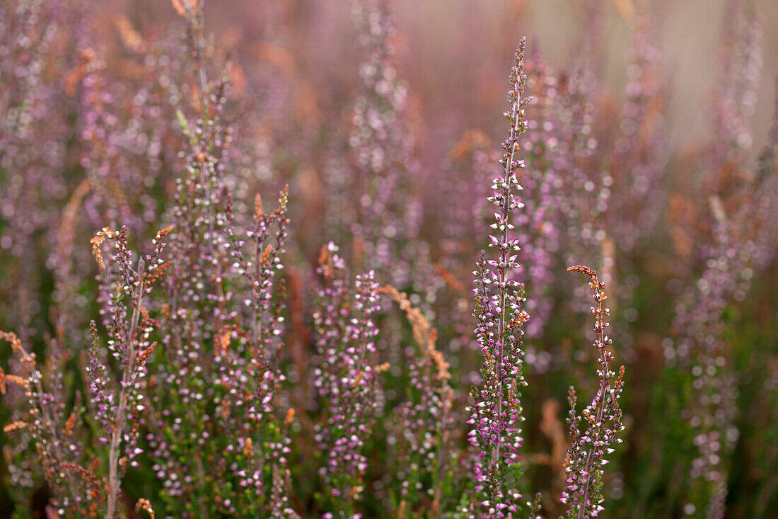 Calluna vulgaris Gardengirls® 'Amethyst'