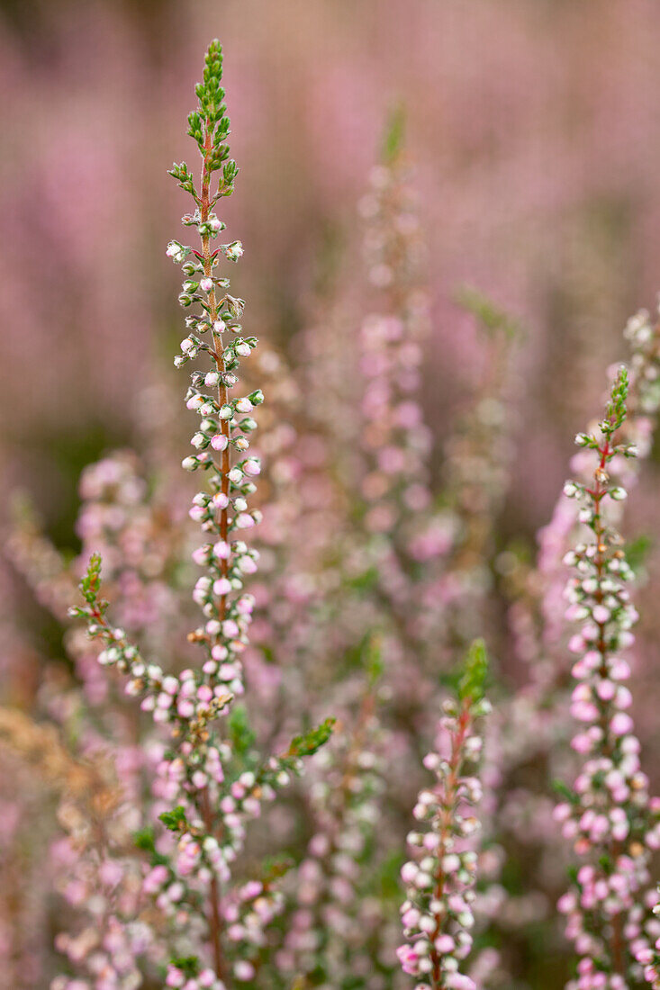 Calluna vulgaris 'Annabel'