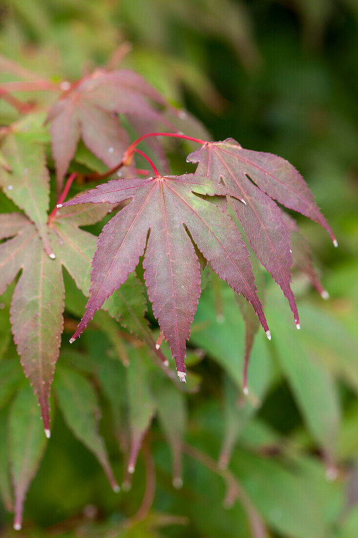 Acer palmatum 'Osakazuki'