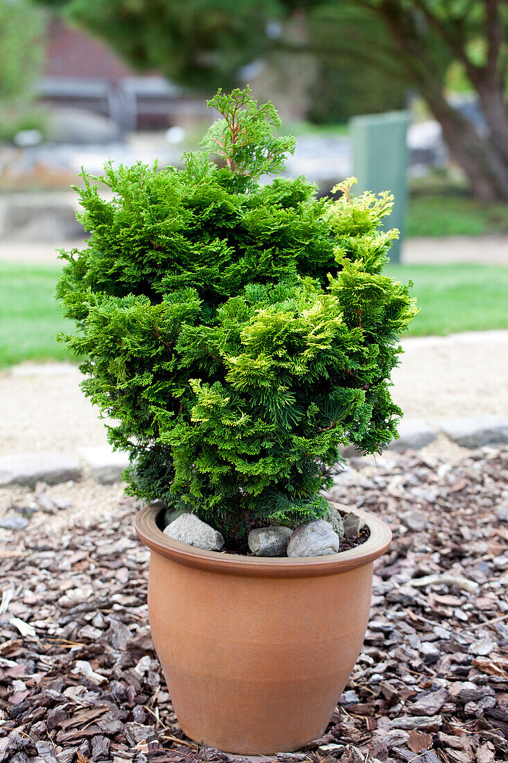 Chamaecyparis obtusa 'Nana Gracilis' (Nana Gracilis)