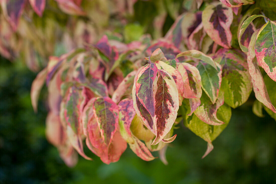 Cornus florida 'Cherokee Sunset'