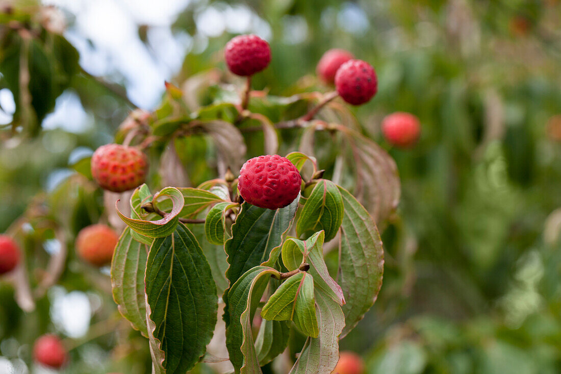 Cornus kousa