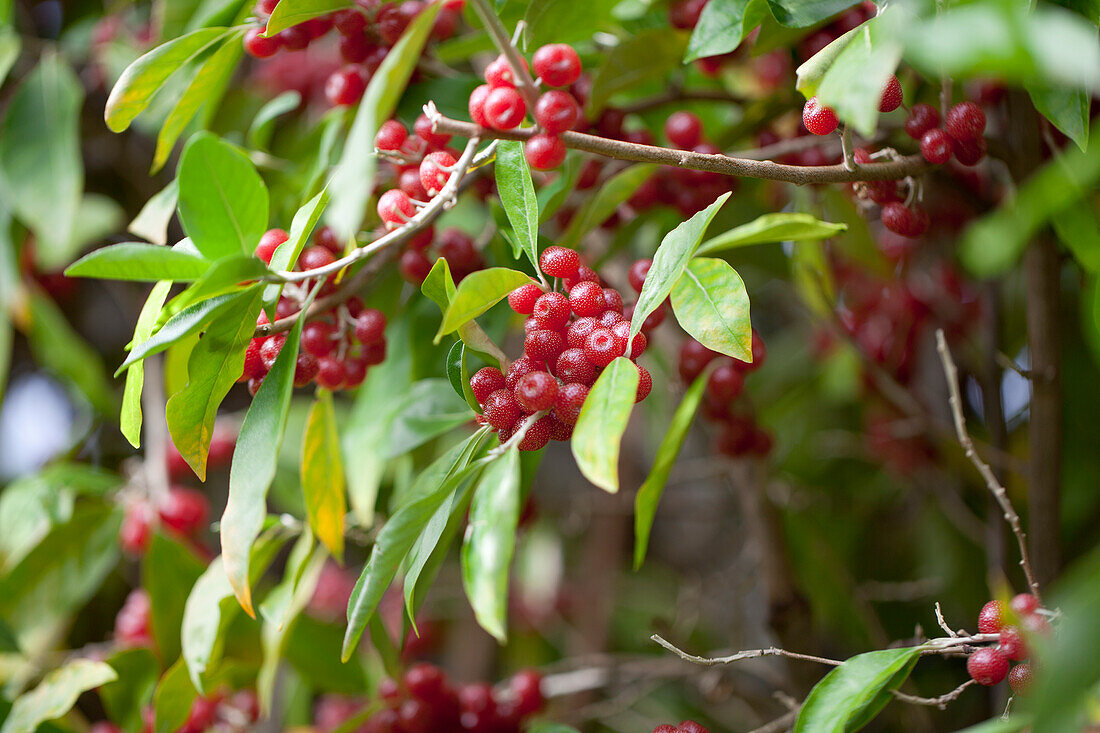 Elaeagnus multiflora