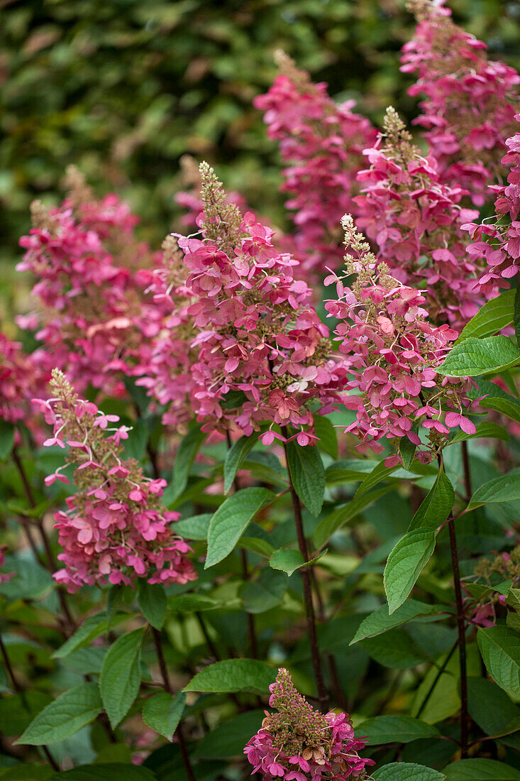 Hydrangea paniculata 'Pinky Winky'®