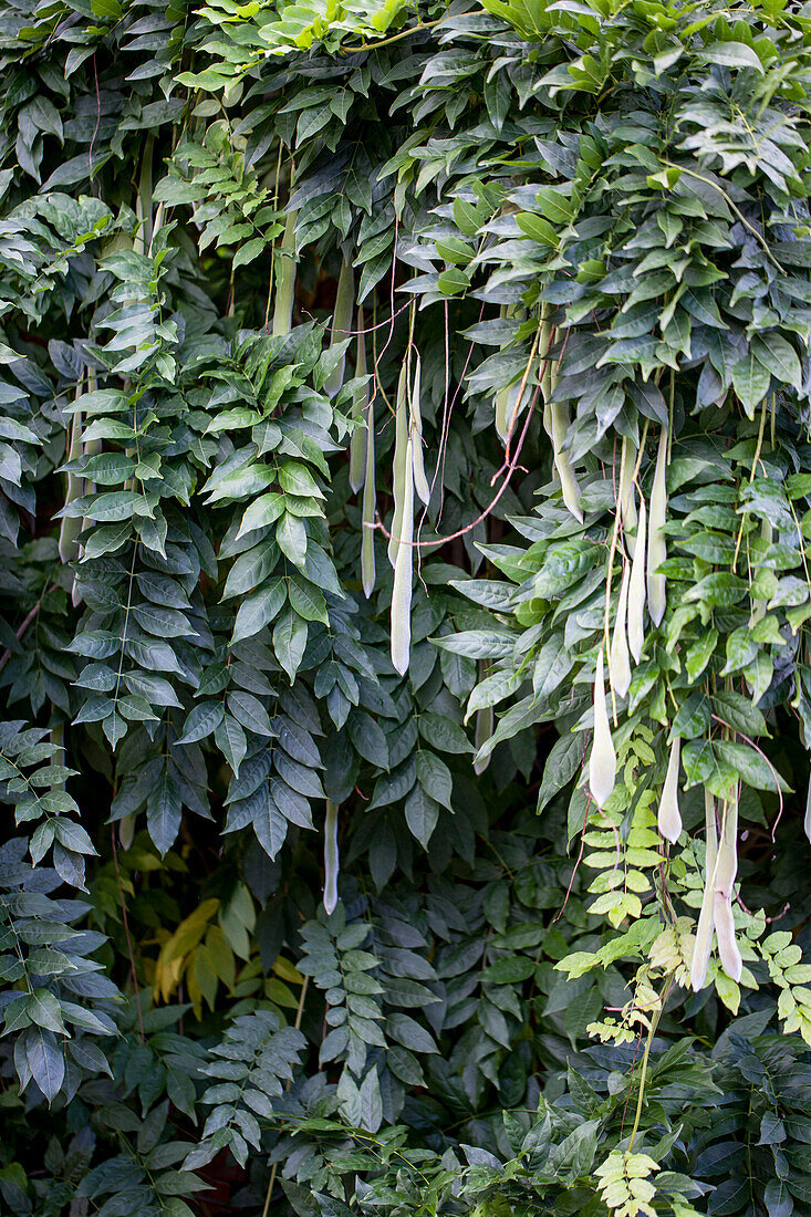 Wisteria sinensis